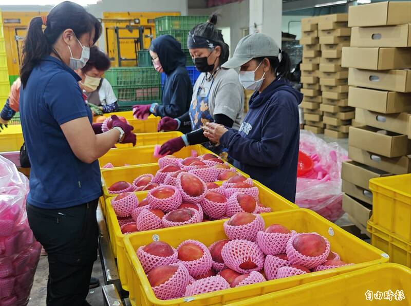 台南蒸熱「夏日紅寶石」上市 外銷規格拚內需通路