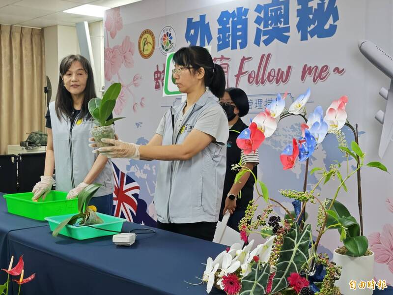 農試所整合產官學研，建立「輸澳蝴蝶蘭全鏈式管理措施」，現場示範。（記者吳俊鋒攝）