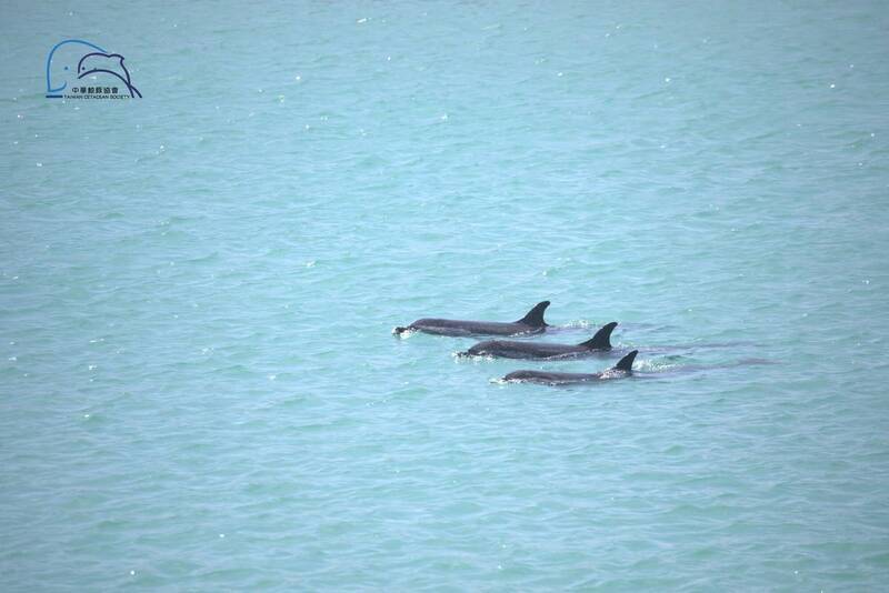 沙港海豚之死1》澎湖沙港海豚村由盛到衰 由殺戮變保育重鎮
