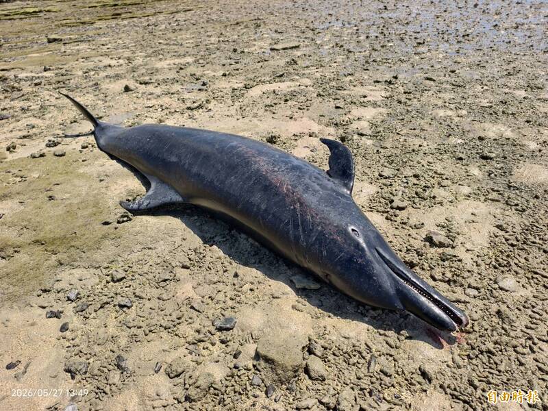沙港海豚之死2》沙港海豚之死 引發保育與當地耆老論戰