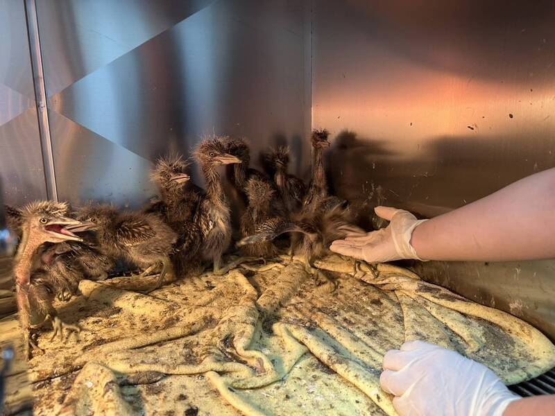 桃園國道工程影響鷺鷥繁殖 26隻雛鳥獲救安置