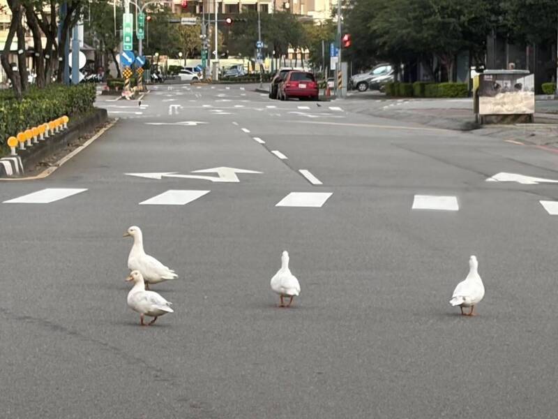 台中逢甲驚見「馬路4寶」!柯爾鴨集體蹺家 搖屁屁呆萌逛大街