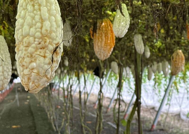豪雨屏東農損逾4000萬 縣府籲農民儘速通報