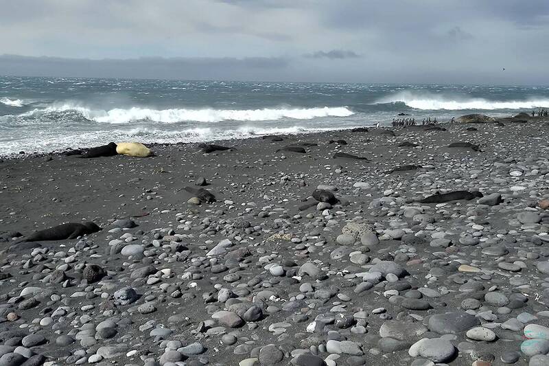 澳洲離島禽流感肆虐 逾1萬3000隻海豹幼獸死亡