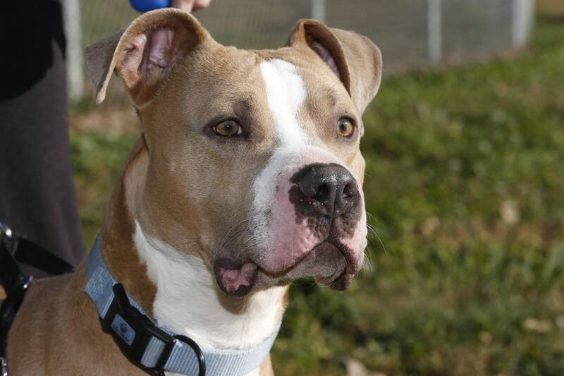 婦人養比特犬卻未拴鍊 快遞員上門送貨慘遭咬傷