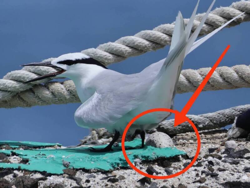 蒼燕鷗馬公堤岸築巢 澎湖鳥友鏡頭全紀錄