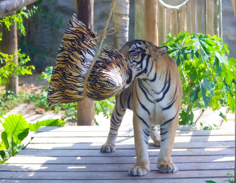 壽山動物園限定版「動物粽」亮相 虎紋巨粽超搶眼