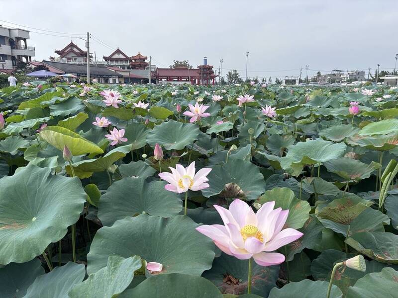 端午遊台南攻略 賞蓮、看龍舟、逛市集限定登場