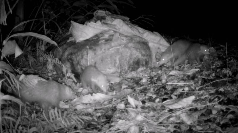 獨家》花蓮馬太鞍食蟹獴媽媽攜3寶覓食 秀「跨下反手拋」敲螺技
