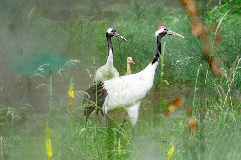 台北動物園丹頂鶴達60日齡 快速成長變化萌樣吸睛
