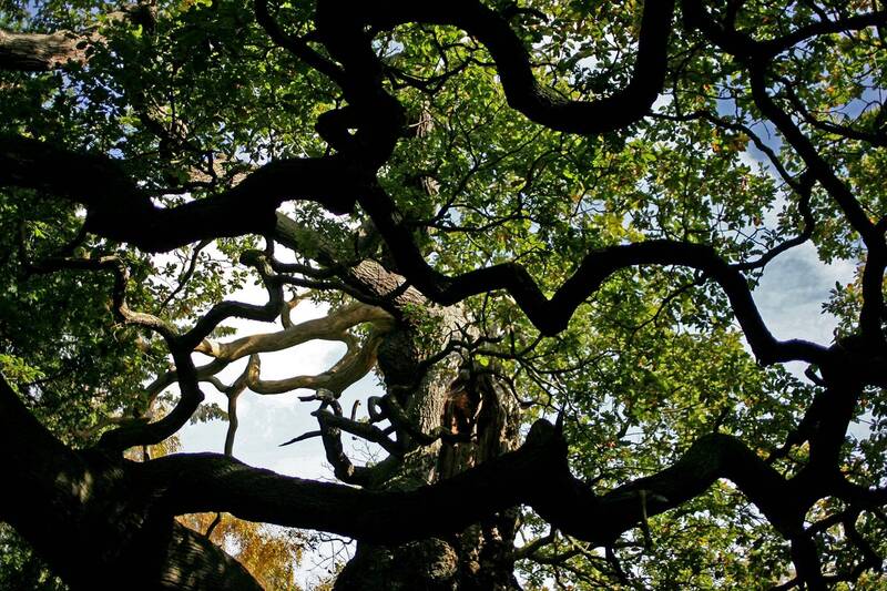 庇護羅賓漢大橡樹死了! 1200年古樹疑遭遊客「愛到死」