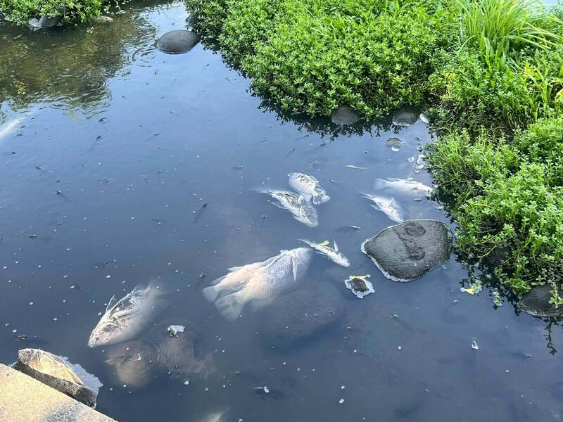 好臭!端午連假第2天 鹿港溪水舞區驚見魚群暴斃