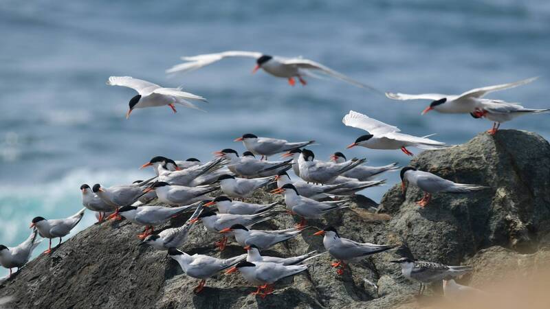 澎湖南方四島「燕鷗樂園」燈箱遭疑季節出包 海管處澄清無誤