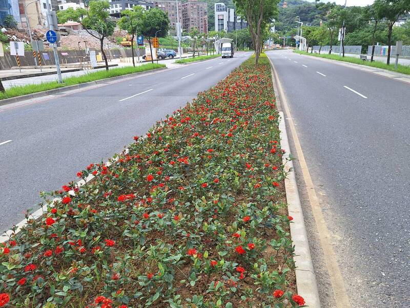 三鶯線通車在即 5萬株植栽翻新北美術館前分隔島地景