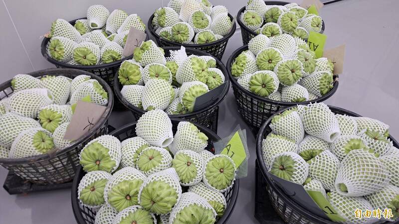 台東鳳梨釋迦輸中引起爭議 農業部:中國標準「養套殺」過程