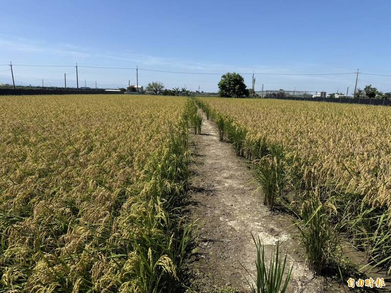 回歸古老農法!百鴨大軍「巡田水」迎豐收