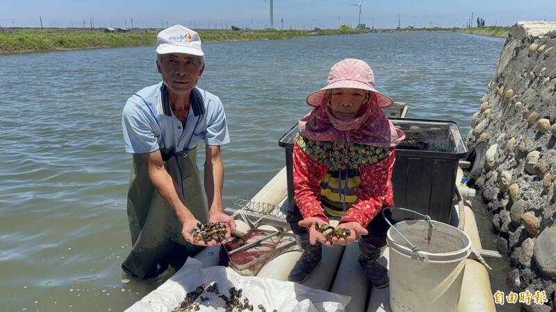 豪雨又遇烈日!文蛤像洗「三溫暖」傳出大量暴斃災損