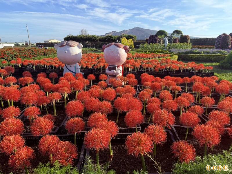 中社花市「火球花」盛開 如夏季最亮煙火