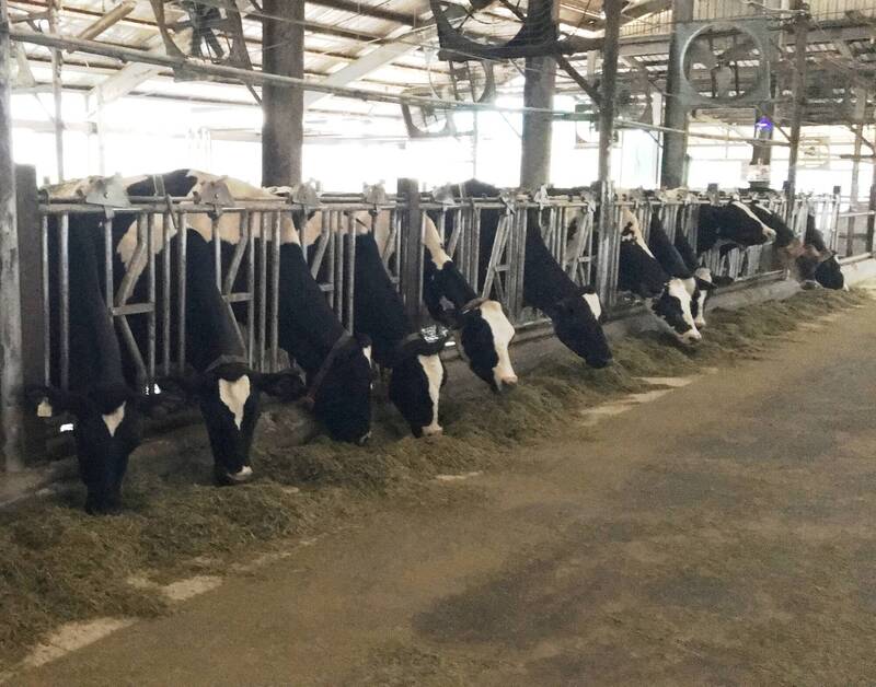 全球溫室氣體排放最大牲畜飼糧配方優化 年減碳量提升12%