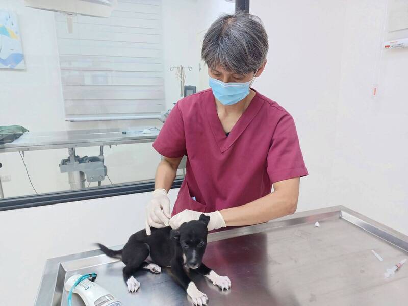 2月大幼犬誤墜深溝受困 新北動保員垂梯救援