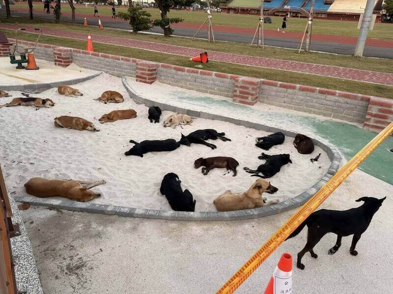 驚!彰化鹿港民眾遭流浪犬大軍咬傷 鎮長無奈:民擅開誘捕籠放狗