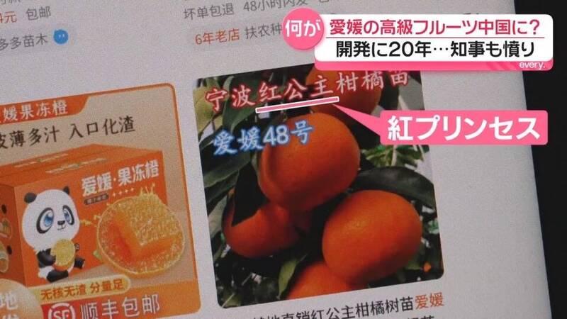 日本研發17年頂級「紅公主」柑橘遭盜種 中國農民竟反嗆這句……