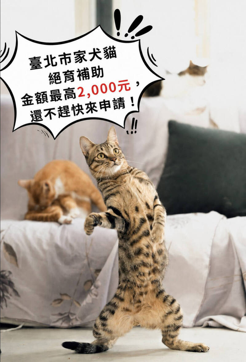 台北市家犬貓絕育補助還有320萬元 飼主把握機會申請