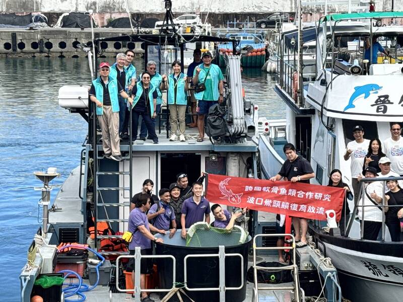 海生館跨國聯手寫保育新頁 極危「波口鱟頭鱝」重返大海!