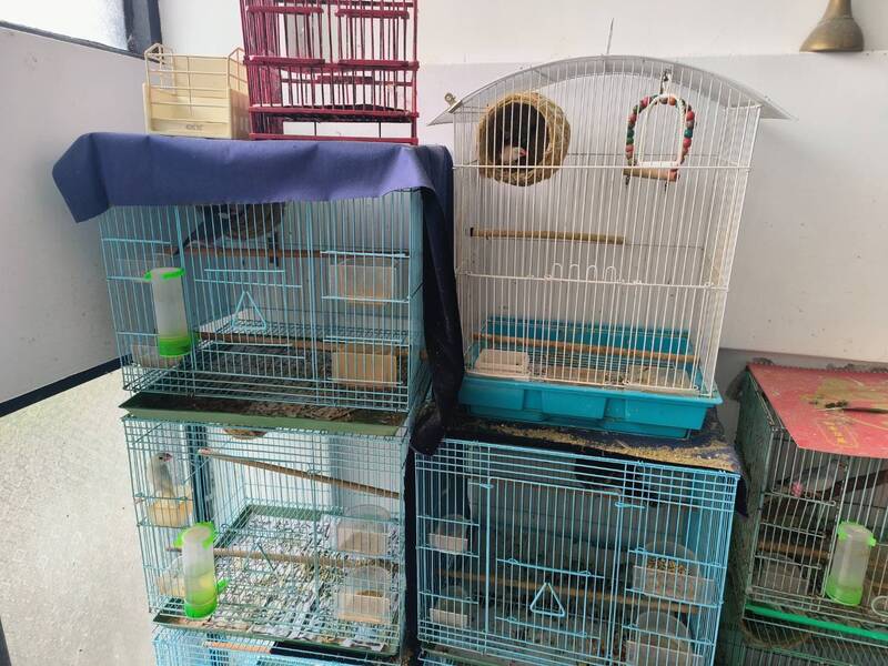 保七拂曉出擊,發現台灣獼猴、珍稀領角鴞遭囚。(警方提供)