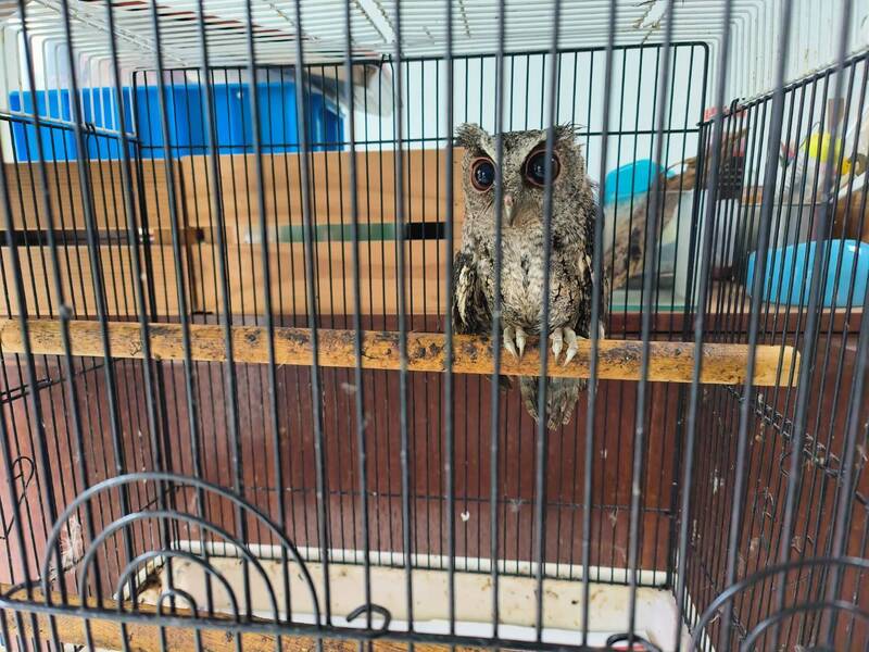 保七拂曉出擊,發現台灣獼猴、珍稀領角鴞遭囚。(警方提供)