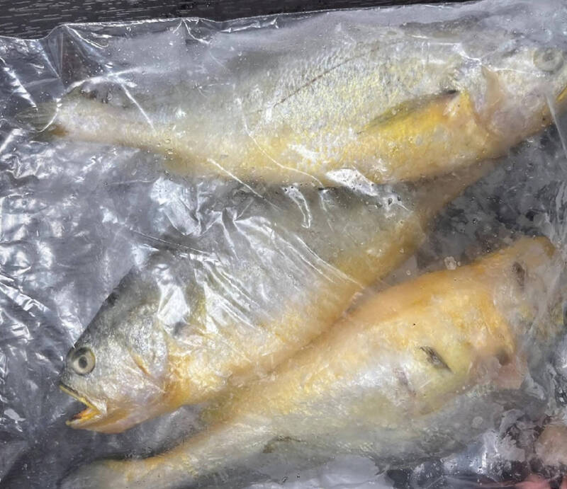檢出動物用藥違規 逾6噸中國冰鮮黃花魚遭退運銷毀