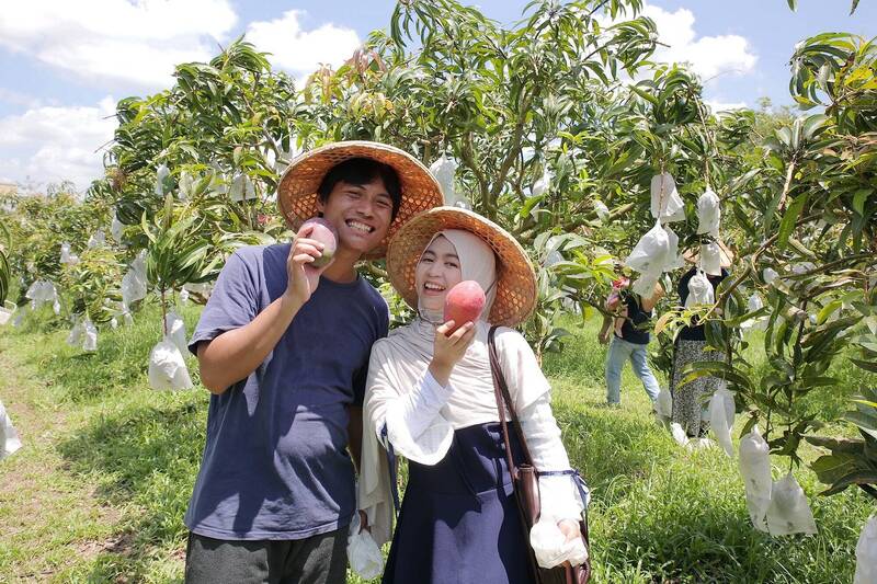參與穆斯林踩線體驗活動的旅客，走入果園，體驗採芒果。（西拉雅管理處提供）