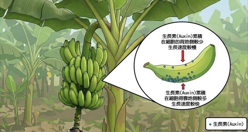 小朋友最愛問「香蕉為什麼是彎的？」 台灣香蕉研究所解答