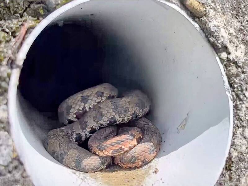 「洞房」曝光！新中橫塔塔加路段驚見龜殼花纏綿