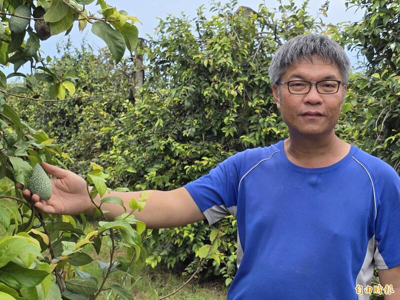 屏東高溫也能種出高品質紅九愛玉 每台斤飆破千元
