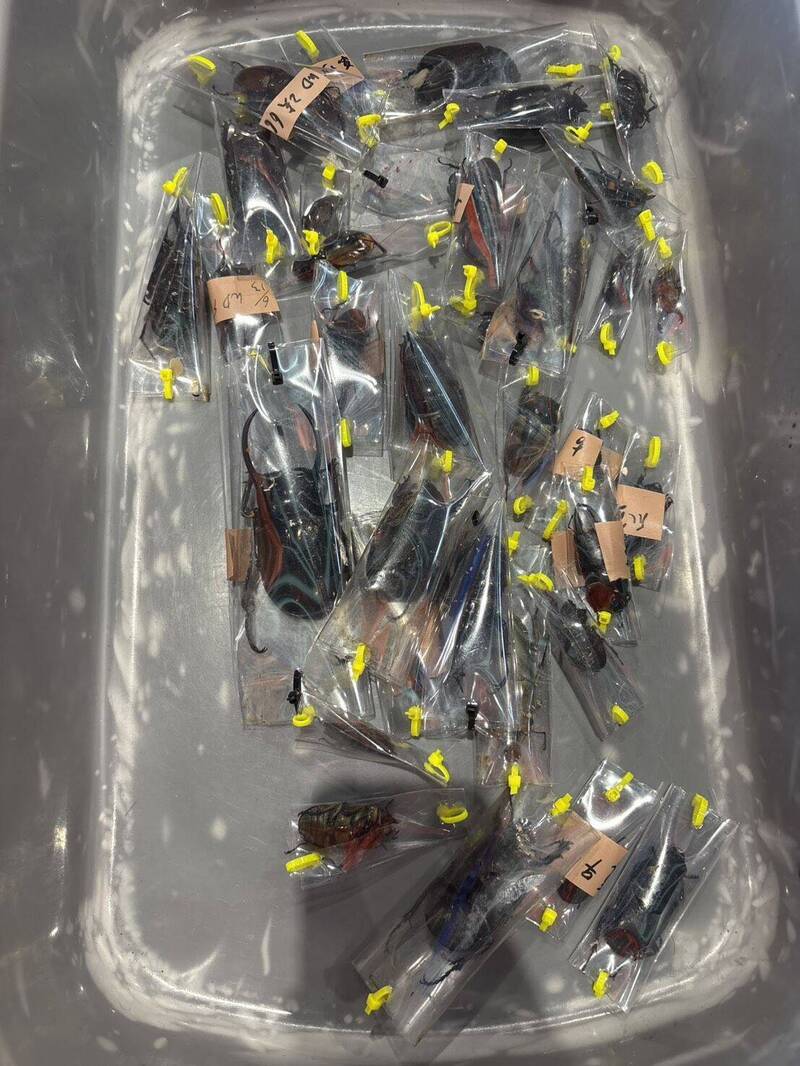 金門小三通又抓到活體走私! 隨身行李藏248隻甲蟲 X光一掃活逮