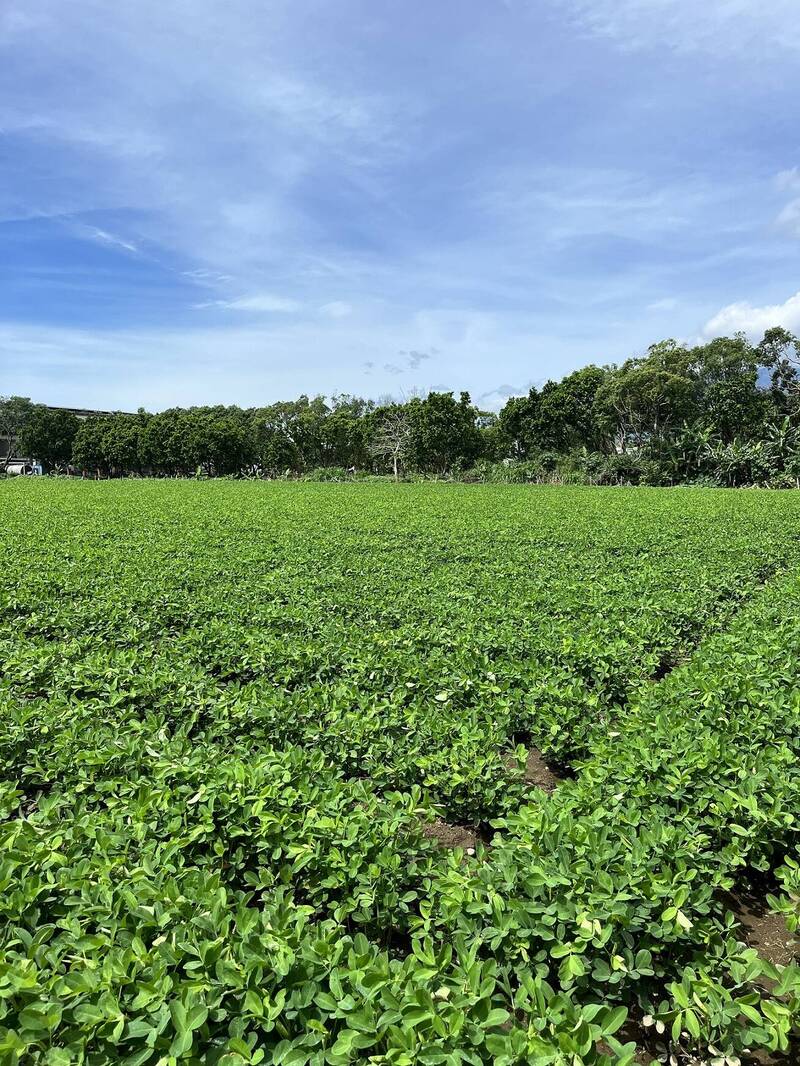農糧署啟動受損花生莢果收購 每台斤補助8元