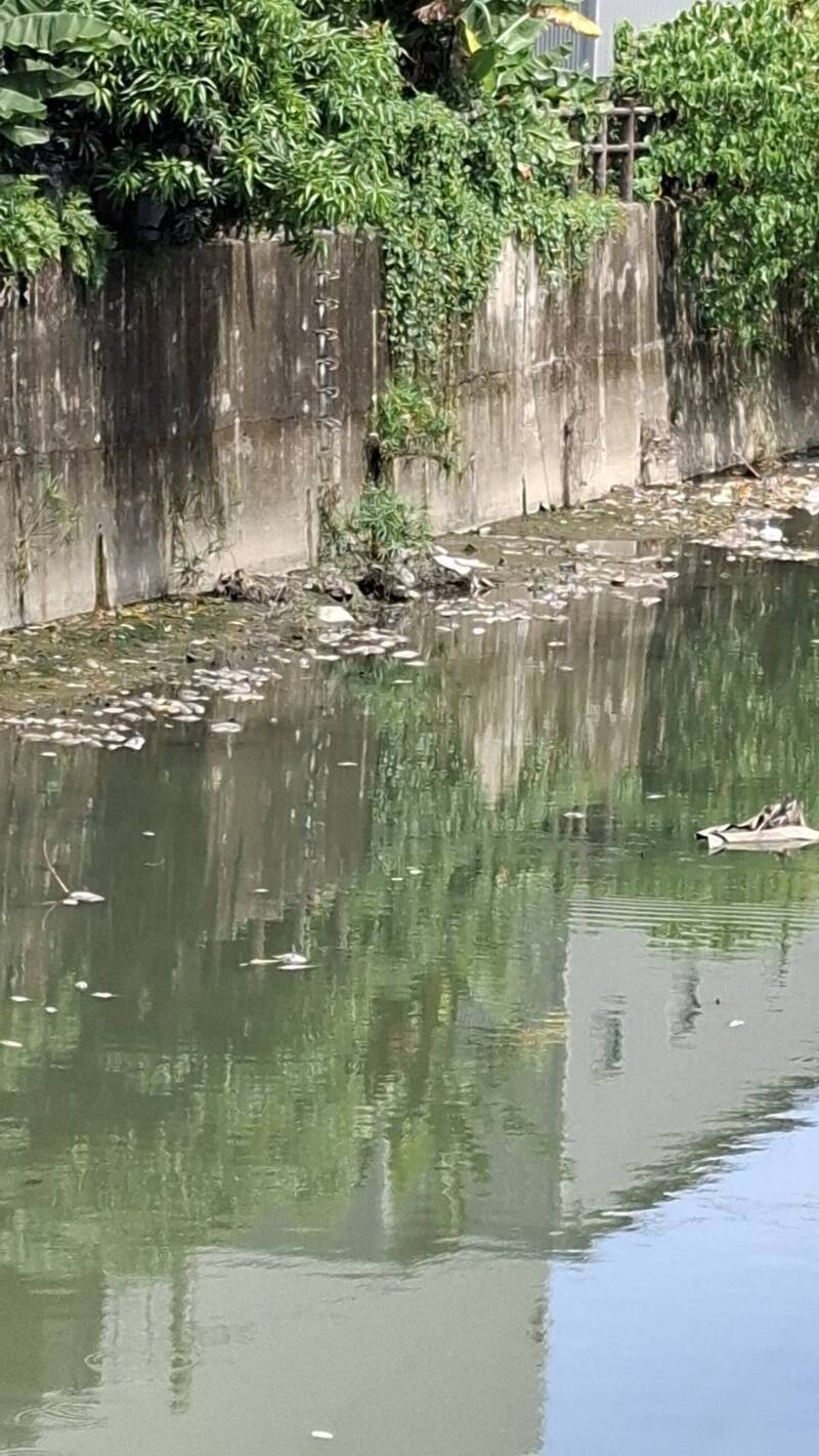 獨家》颱風逼近竟偷排廢水!鳳山溪驚現2公里死魚 高雄重罰3廠