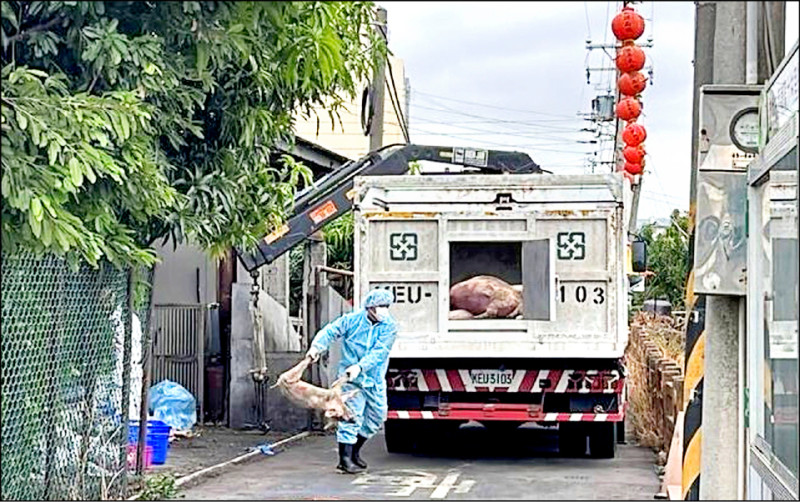 釀非洲豬瘟 畜牧場兒子 關押半年交保