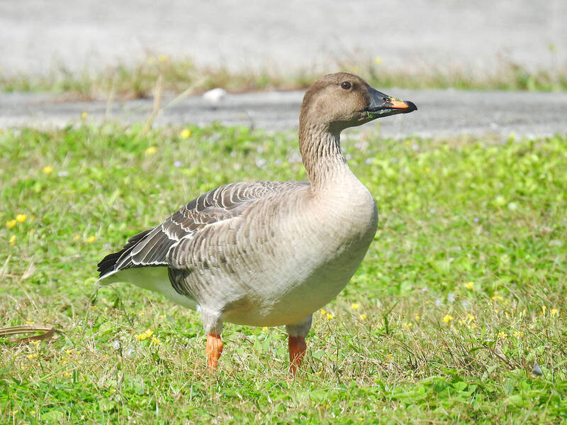 A tundra bean goose is pictured on Green Island in an undated photograph.
Photo courtesy of the Ministry of Agriculture’s Taiwan Biodiversity Research Institute
