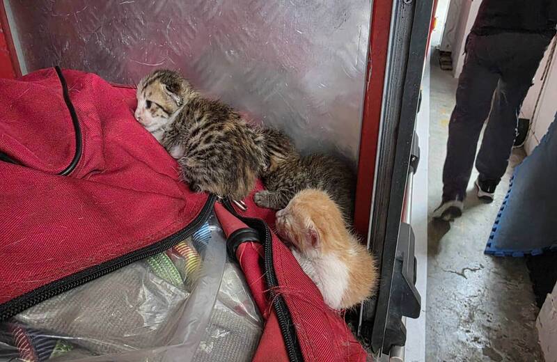 4只小奶猫在消防车置物柜出生。（消防局提供）