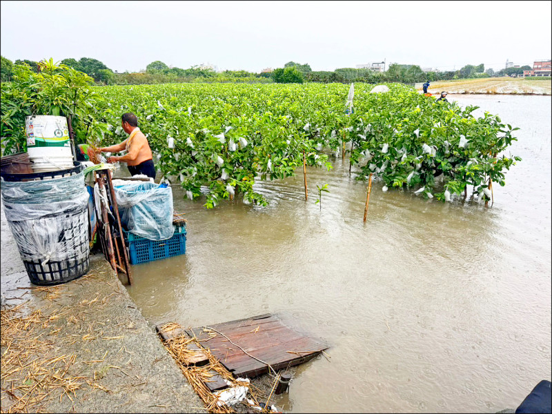 彰化溪州一處芭樂園積水，農民脫掉上衣冒著風雨疏通排水。（巫宛萍提供）