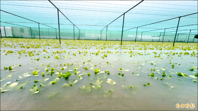 雲林蔬菜重要產地西螺鎮、二崙鄉不少菜園都泡在水裡。（記者李文德攝）