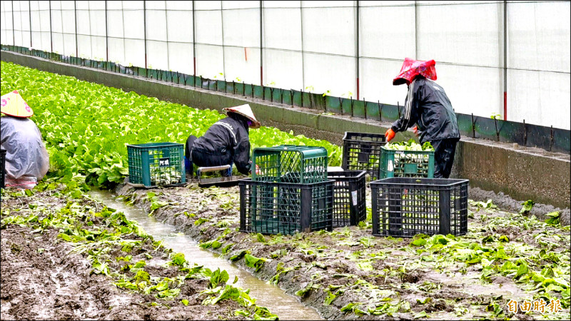 農民們冒雨趕緊採收蔬菜。（記者李文德攝）