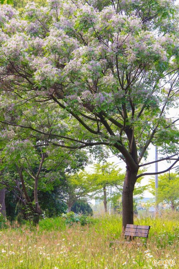 台灣原生種苦楝樹，春季開淡紫色花，樹冠寬廣且適應台灣氣候。（記者陳冠備攝）