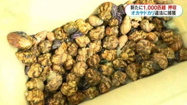 日本奄美大島破獲2中國籍男子非法盜捕陸寄居蟹 住宿處再起獲逾千隻