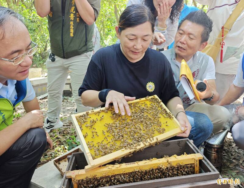 先培育F1再繁殖!百大女青農成功推出全台首批改良蜂種,產蜜量增30%