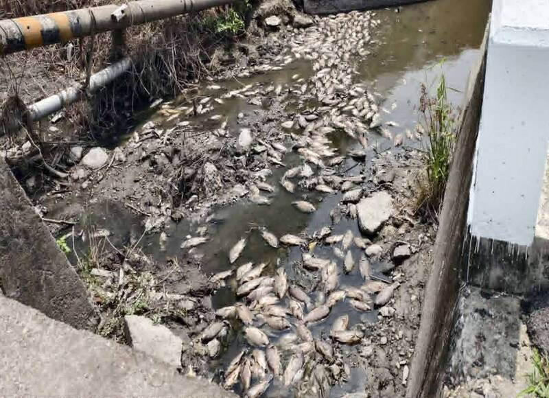 噁!彰化花壇排水溝驚見千尾魚屍 烈日曝曬臭翻天