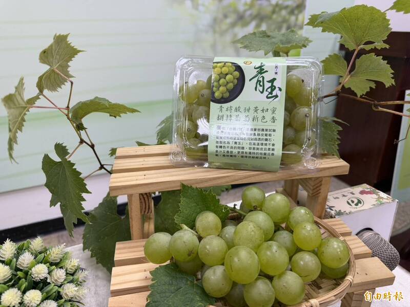 比進口麝香葡萄還香還好吃! 農試所培育綠皮葡萄「台農2號青玉」