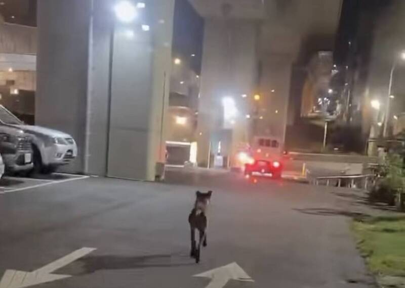 台中后里驚傳「放獵犬虐殺流浪貓」 動保處介入調查